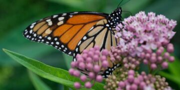 Trump administration delays decision on federal protections for monarch butterflies