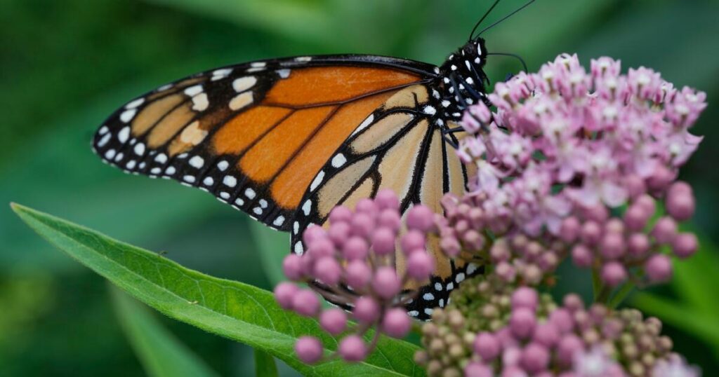 Trump administration delays decision on federal protections for monarch butterflies
