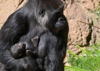 Baby, baby, baby, baby, oh, baby: New gorilla is part of L.A. Zoo great ape population explosion