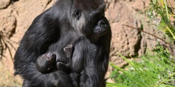 Baby, baby, baby, baby, oh, baby: New gorilla is part of L.A. Zoo great ape population explosion