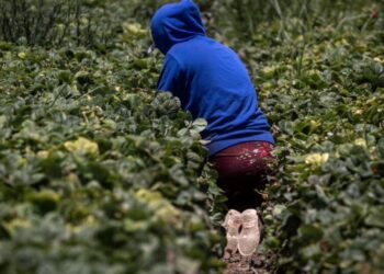 To protect underage farmworkers, California expands oversight of field conditions