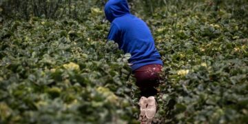 To protect underage farmworkers, California expands oversight of field conditions