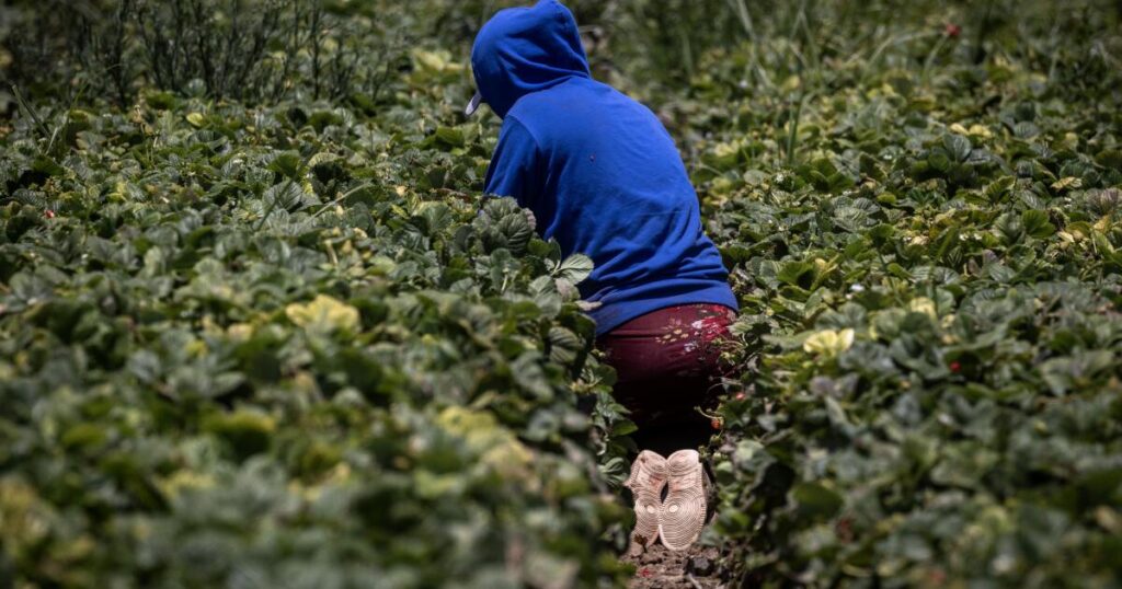 To protect underage farmworkers, California expands oversight of field conditions