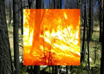 A return to a past Sierra wildfire to see the future of a recent one