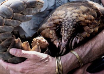 Nearly 30,000 trafficked animals were rescued in one month in global Interpol sting