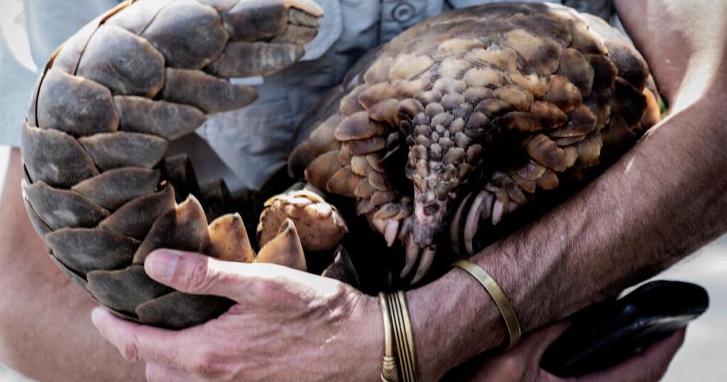 Nearly 30,000 trafficked animals were rescued in one month in global Interpol sting