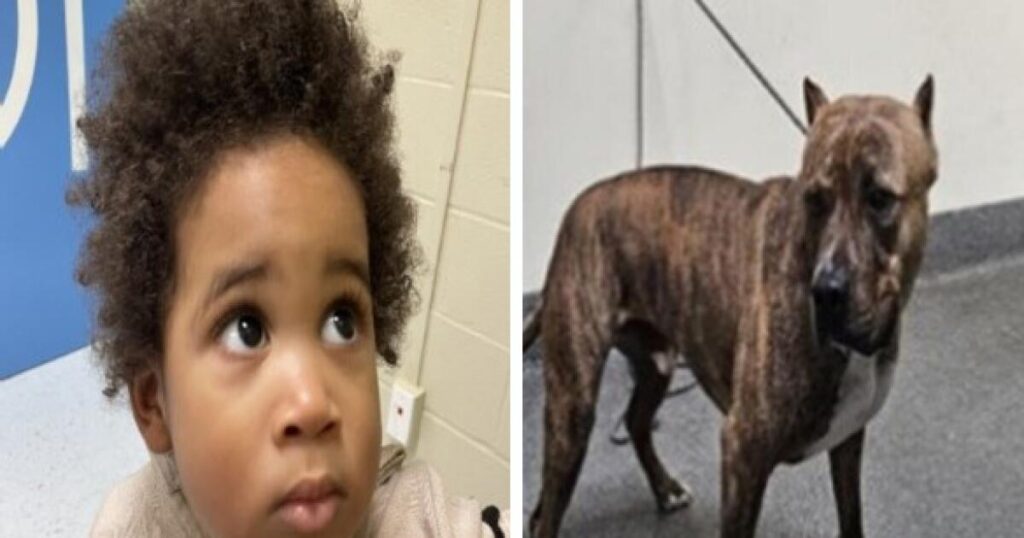 L.A. car thief abandoned toddler, dog at crime scene; no one has claimed them, officials say