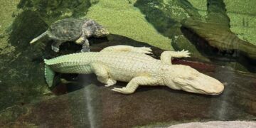 Here’s why San Francisco’s legendary albino alligator ‘Claude’ died at age 30