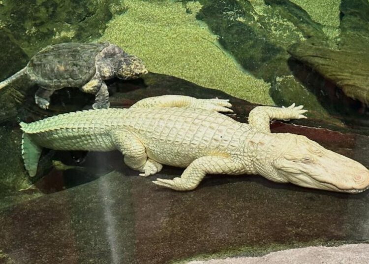 Here’s why San Francisco’s legendary albino alligator ‘Claude’ died at age 30