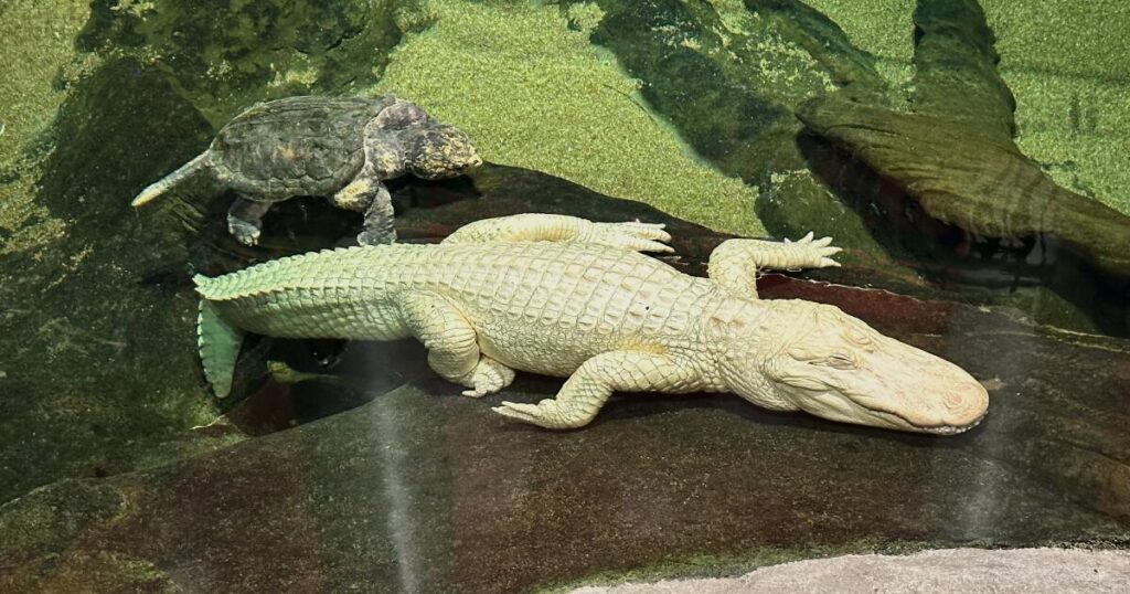 Here’s why San Francisco’s legendary albino alligator ‘Claude’ died at age 30