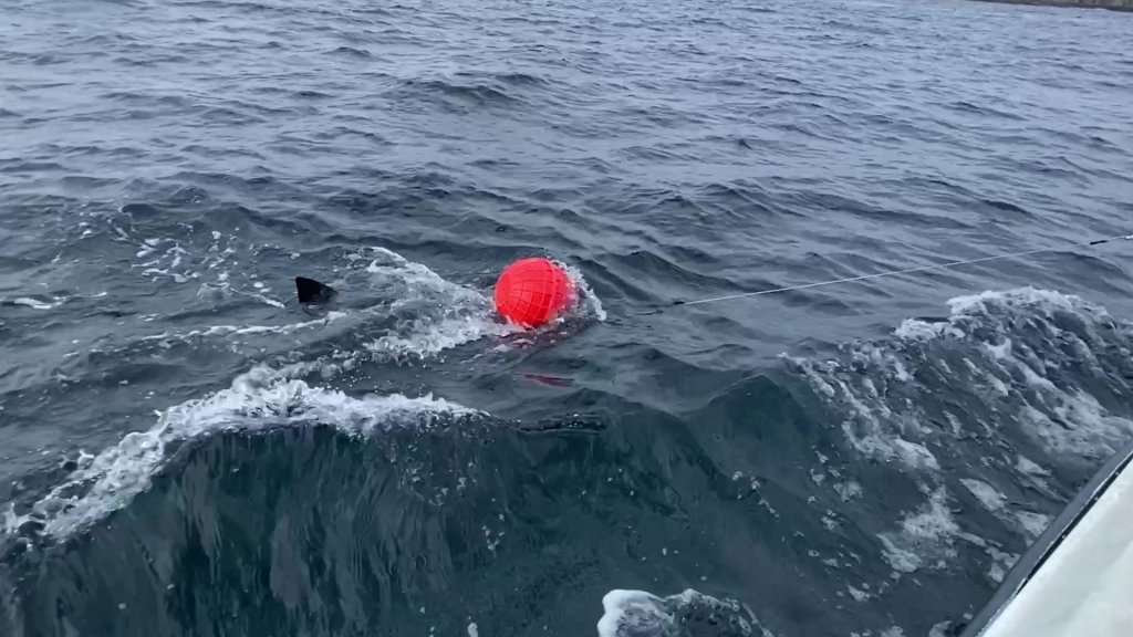 Ripple was tracked visiting Pulley Ridge, offshore Tampa, and a growing hotspot near Cape San Blas.