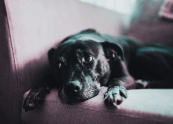 Why Your Dog Always Looks Sad When You Feel Happy