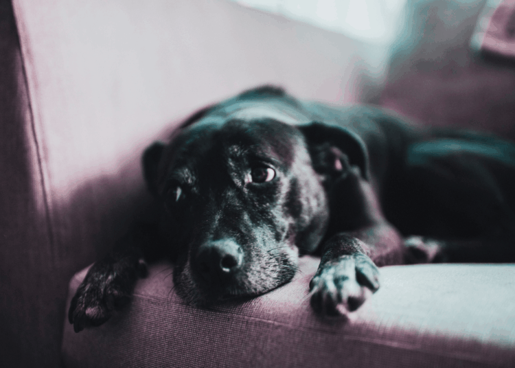 Why Your Dog Always Looks Sad When You Feel Happy