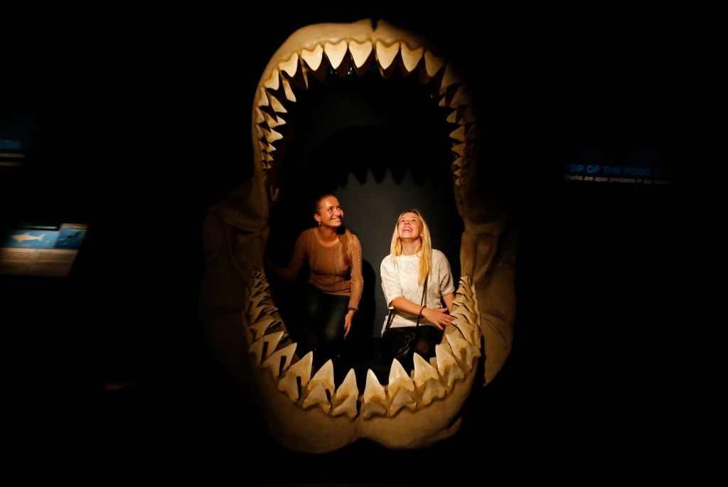 Museum-goers inspect the insides of the jaws of a megalodon, an extinct species of shark.