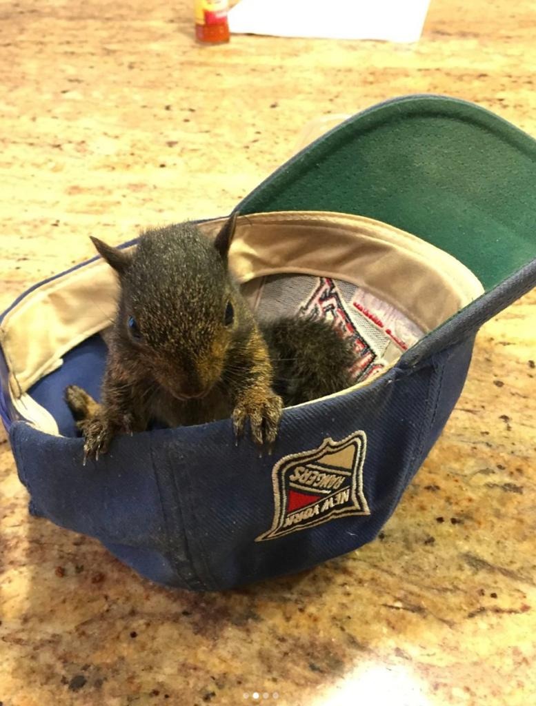 A baby squirrel sitting in a blue New York Rangers baseball cap.