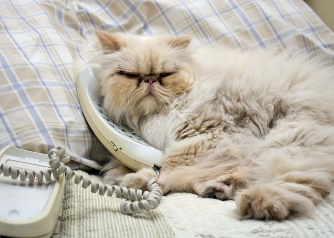 Your Cat Uses This Noise to Tell You About Themselves