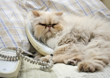 Your Cat Uses This Noise to Tell You About Themselves