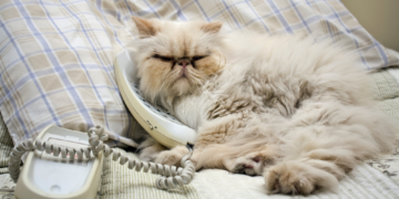 Your Cat Uses This Noise to Tell You About Themselves