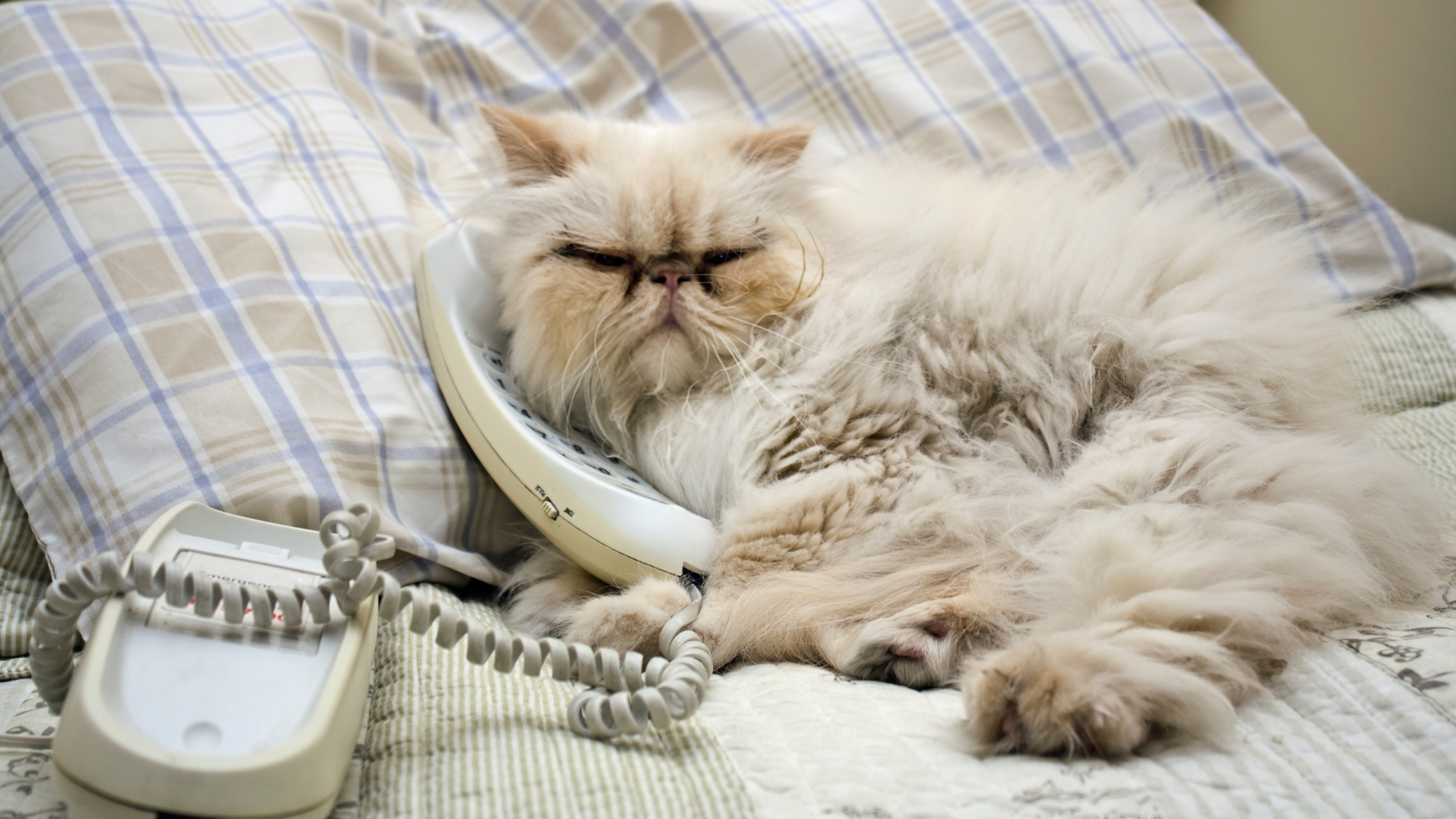 Your Cat Uses This Noise to Tell You About Themselves