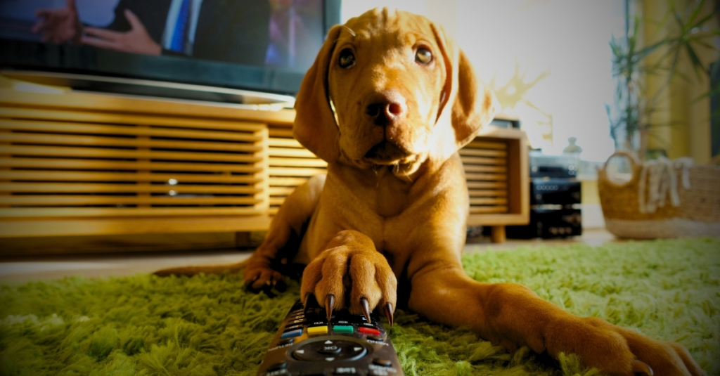 your-dog-watches-tv-and-its-temperament-determines-what-shows-it-likes