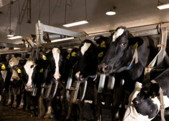 Bird Flu Viruses Raise Mounting Concerns Among Scientists