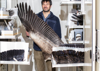 Nature’s Super Feather