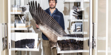 Nature’s Super Feather