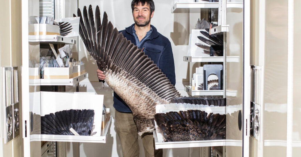 Nature’s Super Feather