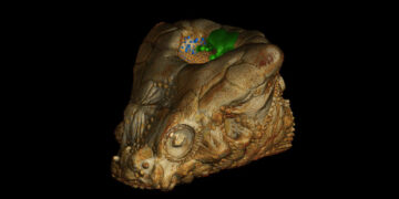 Why This Fish Actually Needs a Hole in the Head