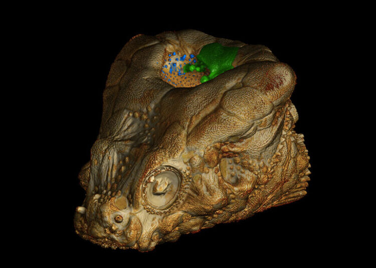 Why This Fish Actually Needs a Hole in the Head