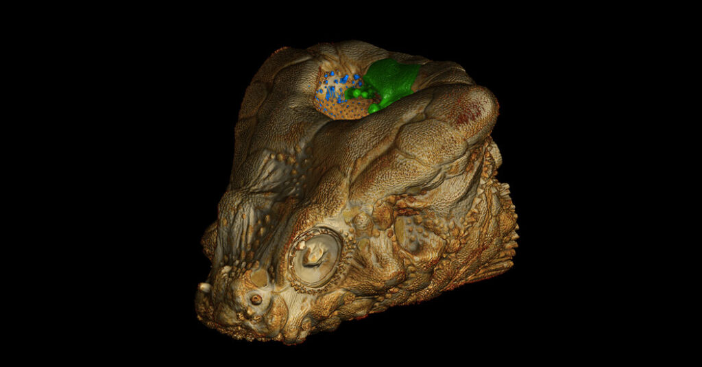 Why This Fish Actually Needs a Hole in the Head