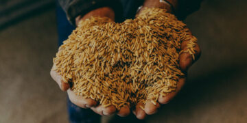 Hard Times in the Delta as Farmers Consider Letting Crops Rot