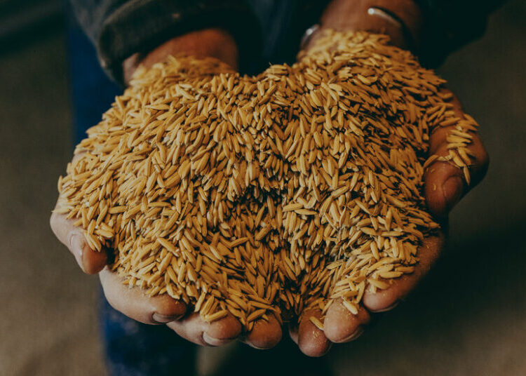 Hard Times in the Delta as Farmers Consider Letting Crops Rot