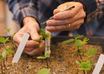 For the World’s Food Supply, Federal Funding Cuts Have Long-Term Impacts