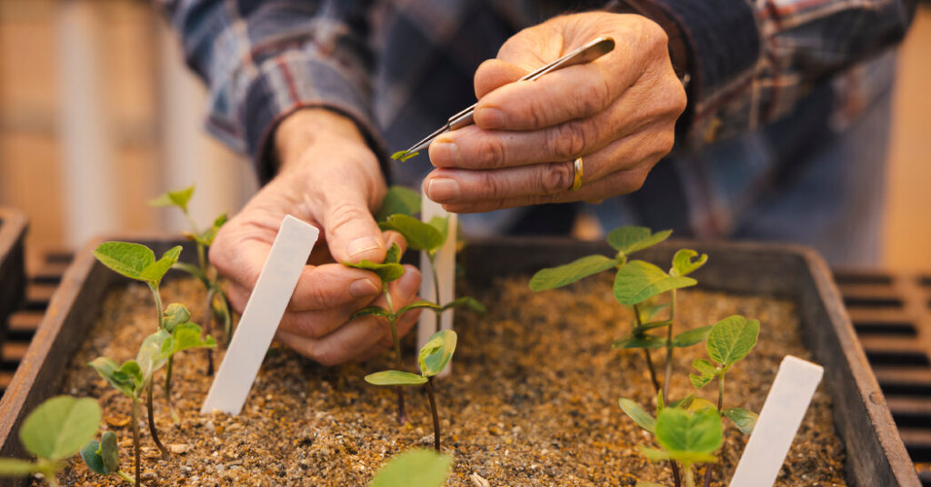 For the World’s Food Supply, Federal Funding Cuts Have Long-Term Impacts