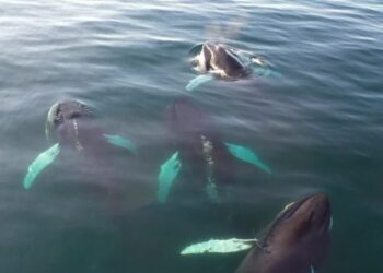 In the Arctic, Drones Help Identify Deadly Virus in Whales