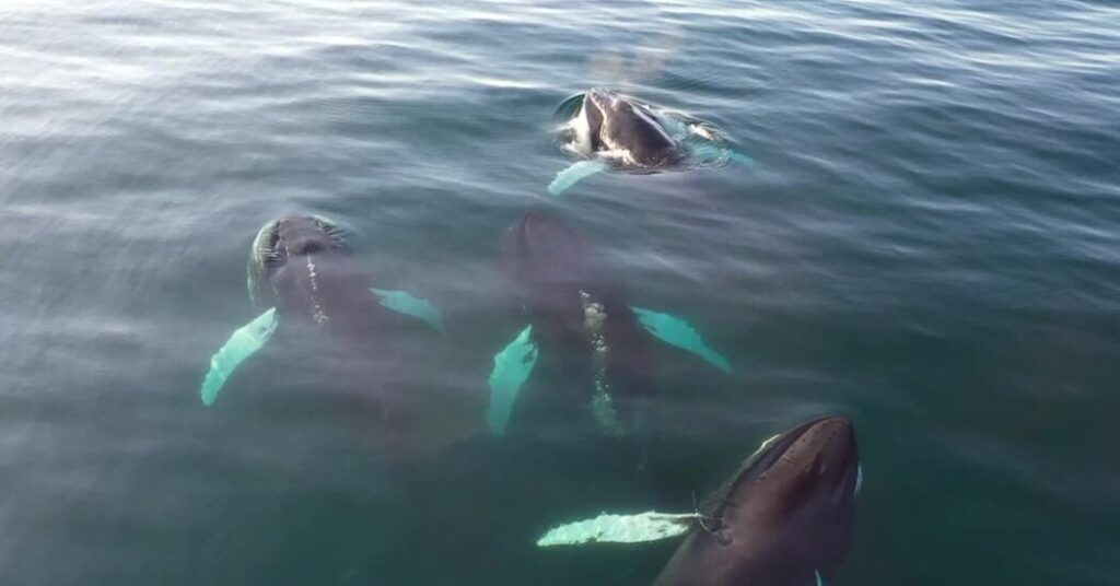 In the Arctic, Drones Help Identify Deadly Virus in Whales