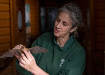 The Bat Woman of North London: ‘It’s Like Tuning In to Another World’