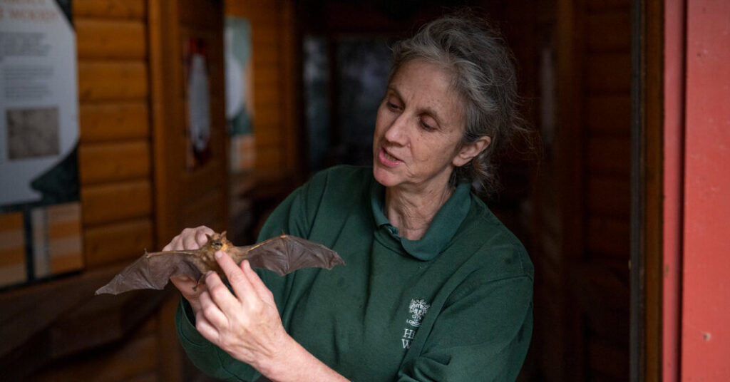 The Bat Woman of North London: ‘It’s Like Tuning In to Another World’