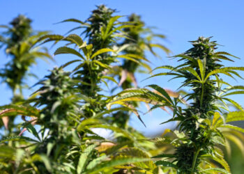 After Cannabis Shake-Up in New York, Hochul’s Leadership Is Questioned