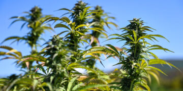 After Cannabis Shake-Up in New York, Hochul’s Leadership Is Questioned