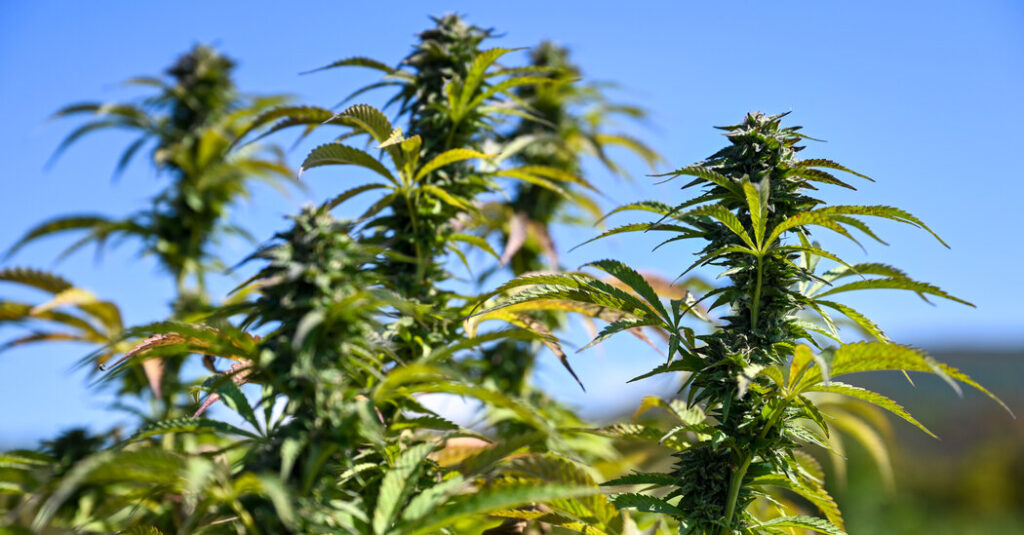 After Cannabis Shake-Up in New York, Hochul’s Leadership Is Questioned