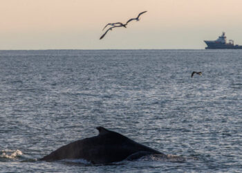 Whales Are in Danger in N.Y. Waterways: ‘Like Deer Crossing the Road’