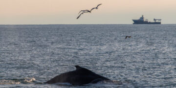 Whales Are in Danger in N.Y. Waterways: ‘Like Deer Crossing the Road’