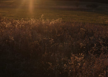 At Middlebury, She Hoped to Start Fresh. In Trump’s America, It Seemed Impossible.