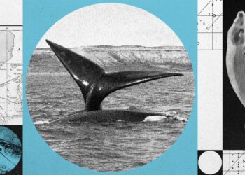 A North Atlantic Right Whale Baby Boom Is On—but the Species Remains at Risk