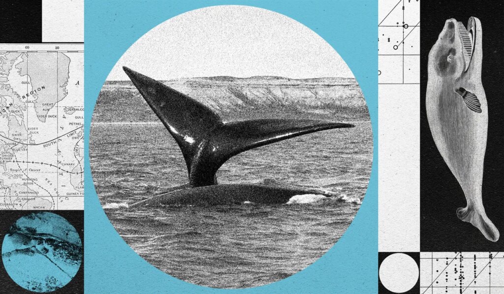 A North Atlantic Right Whale Baby Boom Is On—but the Species Remains at Risk