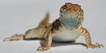 This Diminutive Reptile Plays Rock-Paper-Scissors