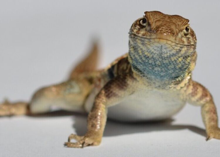 This Diminutive Reptile Plays Rock-Paper-Scissors
