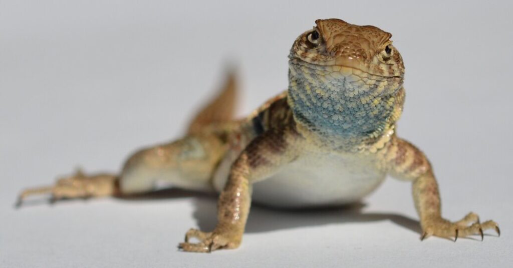 This Diminutive Reptile Plays Rock-Paper-Scissors